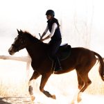 HorseShow HorseShow