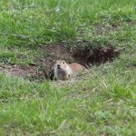 Gopher Gopher