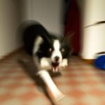 DogAttack10